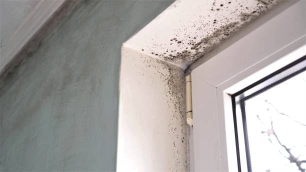 Best Affordable Mold Removal  in Polk City, IA