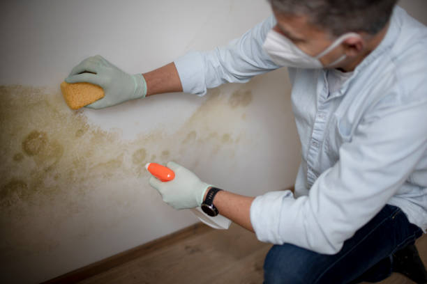 Best Same-Day Mold Removal  in Polk City, IA