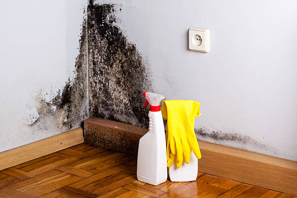 Best Home Mold Removal  in Polk City, IA