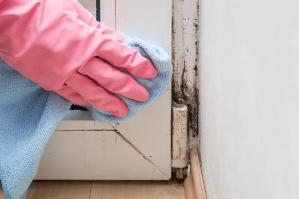 Best Mold Damage Repair  in Polk City, IA